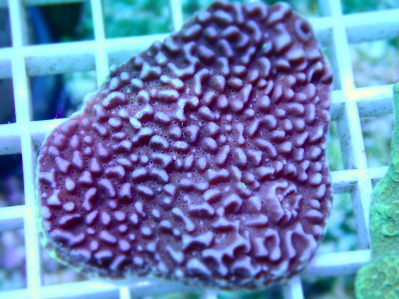 コモンサンゴ(Montipora) オーストラリア産