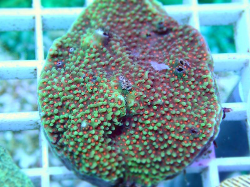 コモンサンゴ(Montipora) オーストラリア産