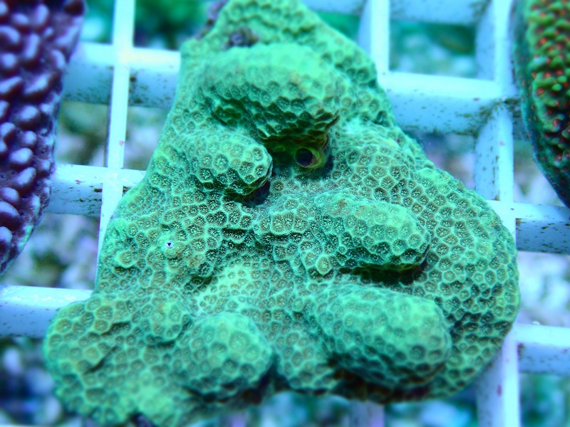コモンサンゴ(Montipora) オーストラリア産