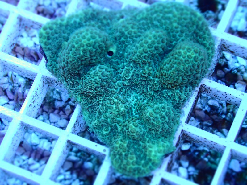 コモンサンゴ(Montipora) オーストラリア産