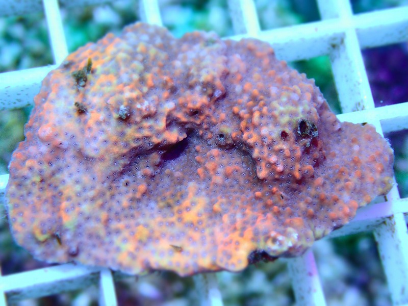 コモンサンゴ(Montipora) オーストラリア産