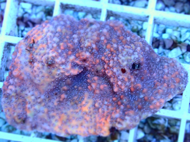 コモンサンゴ(Montipora) オーストラリア産