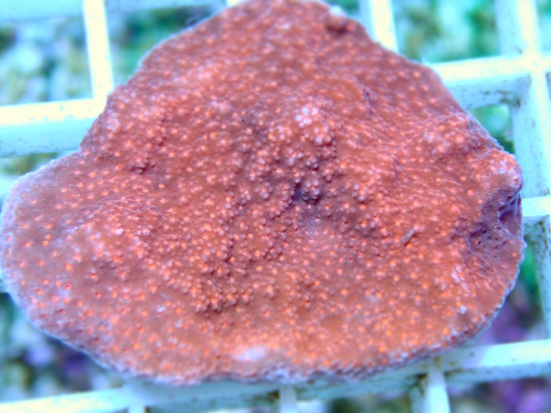 コモンサンゴ(Montipora) オーストラリア産