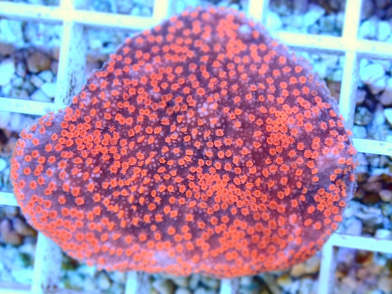 コモンサンゴ(Montipora) オーストラリア産