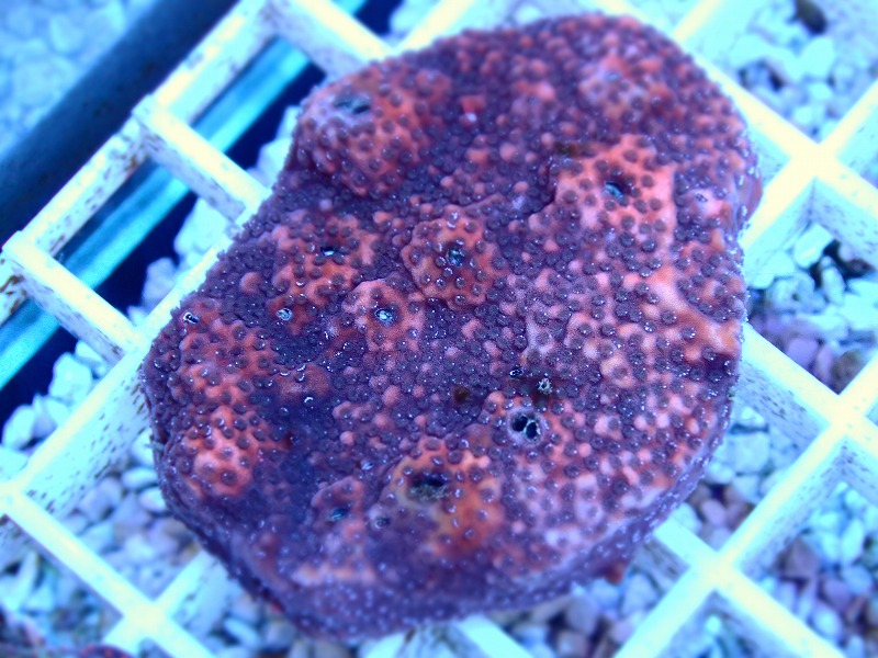 コモンサンゴ(Montipora) オーストラリア産