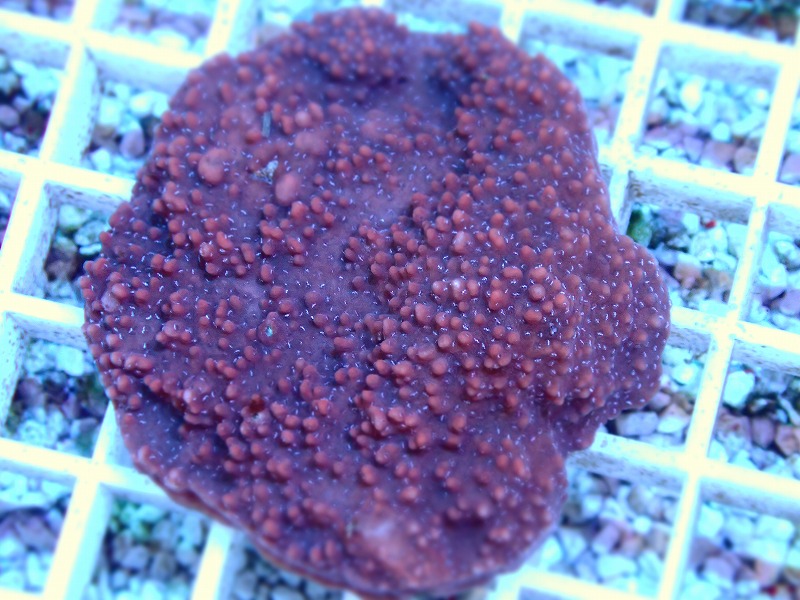 コモンサンゴ(Montipora) オーストラリア産