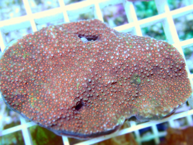 コモンサンゴ(Montipora) オーストラリア産