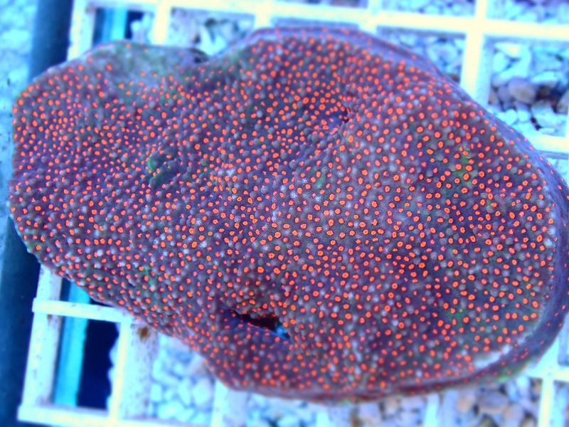 コモンサンゴ(Montipora) オーストラリア産