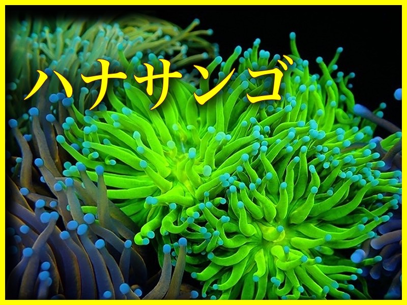 アタゴ 海水濃度屈折計 ( MASTER-S/MILLα ) ＡＴＡＧＯ（アタゴ） 海水濃度屈折計 ＭＡＳＴＥＲ－Ｓ／Ｍｉｌｌα