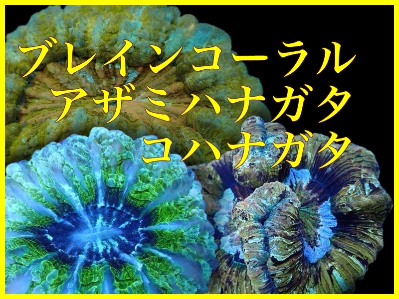キッカサンゴフラグ レインボー『HaleBopp's Skyblue Rainbow Chalice』★HaleBoppCorals★＝ 土日発送(平日も対応可応相談) Yahoo!オークション -「キッカサンゴ」(ペット、生き物) の落札相場