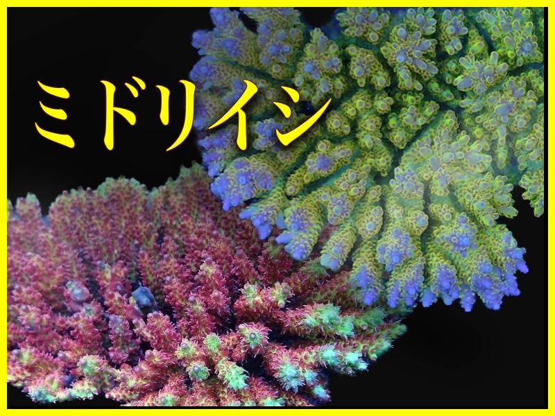 【オーストラリア産】ミドリイシ“エチナタ” No.3 オーストラリア産ミドリイシ\u201cエチナタ\u201d No.1 Coral Sea Japan