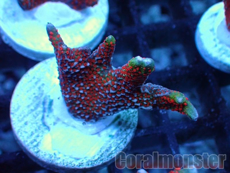 エダコモンサンゴ