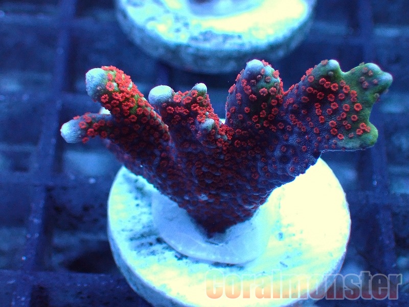 コエダミドリイシ　トゲミドリイシ　エダコモン　キャピタタコモン　4種　サンゴ コエダミドリイシ トゲミドリイシ エダコモン キャピタタコモン