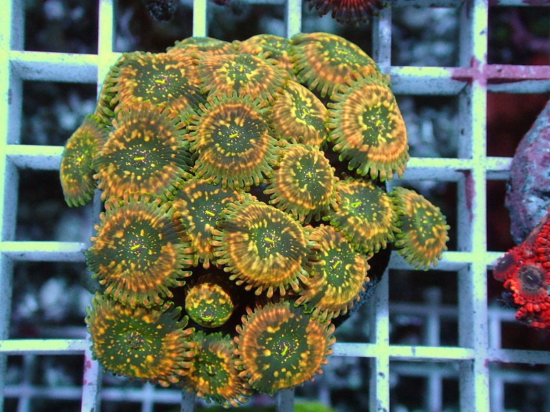Zoa Gallery