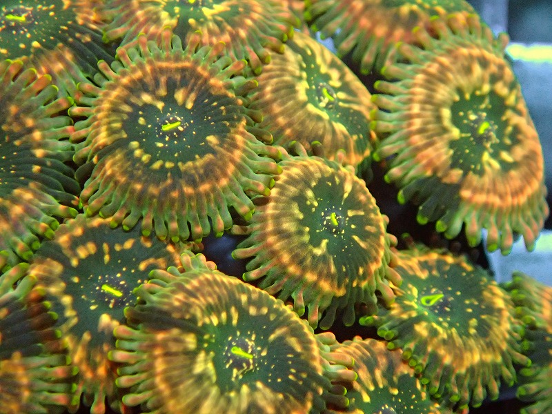 マメスナギンチャク ストラトスフィア サンゴ 01 マメスナギンチャク ストラトスフィア サンゴ 01 マメ