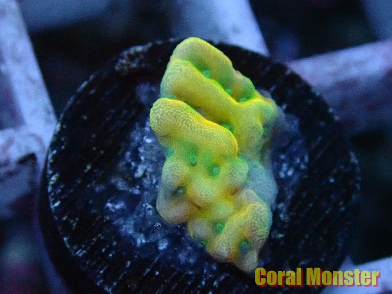 AQUA Coral出品ページ 商品検索 | サンゴ通販なら大阪の専門店 Coralmonster-コーラル