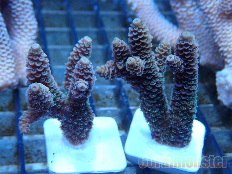 サンプル画像 ハイマツミドリイシ Frag Mサイズ Australia サンゴ通販なら大阪の専門店 Coralmonster コーラルモンスター サンプル画像 ハイマツミドリイシ Frag Mサイズ Australia サンゴ通販なら大阪の専門店 Coralmonster コーラルモンスター