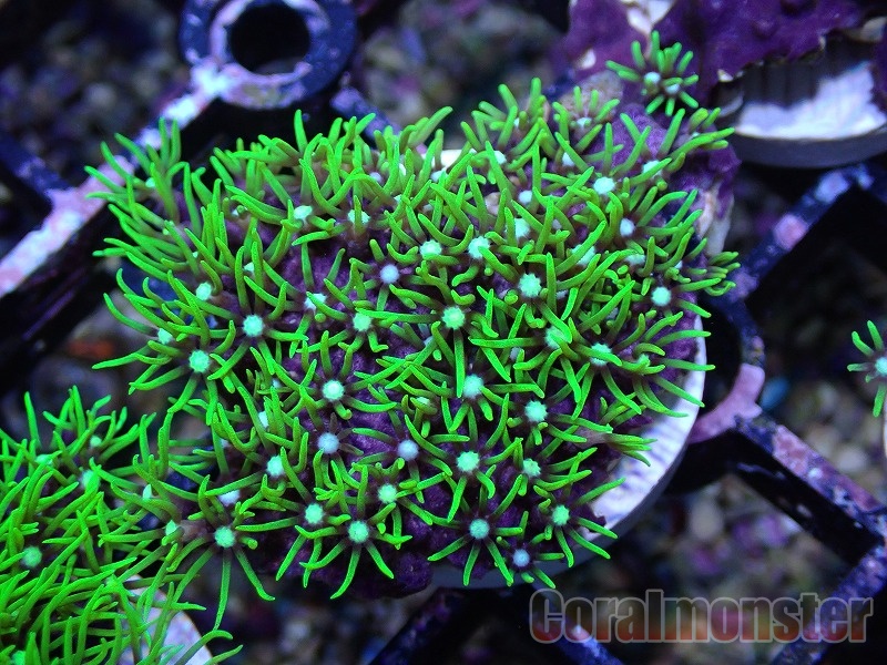 スターポリプ Green 002 サンゴ通販なら大阪の専門店 Coralmonster コーラルモンスター スターポリプ Green 002 サンゴ通販なら大阪の専門店 Coralmonster コーラルモンスター