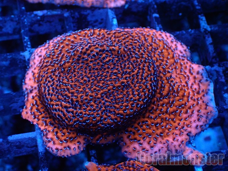 コモンサンゴ Sc 113 サンゴ通販なら大阪の専門店 Coralmonster コーラルモンスター