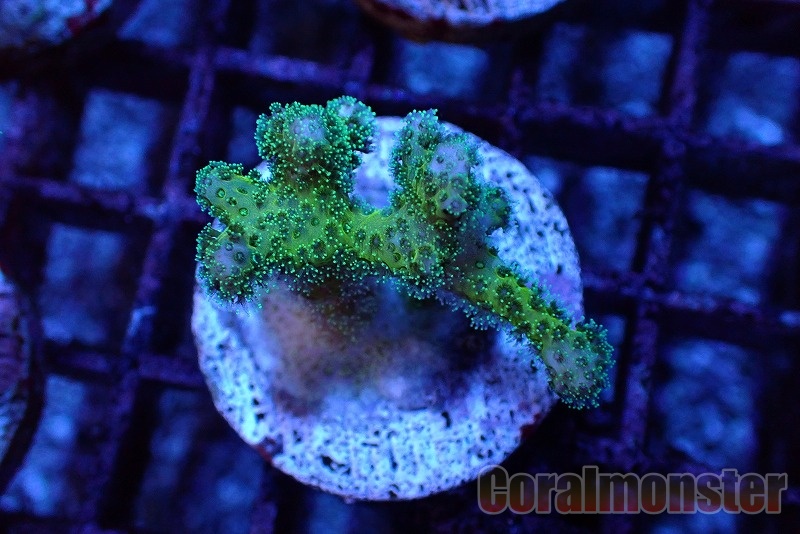トゲサンゴ Green 017 サンゴ通販なら大阪の専門店 Coralmonster コーラルモンスター トゲサンゴ Green 017 サンゴ通販なら大阪の専門店 Coralmonster コーラルモンスター
