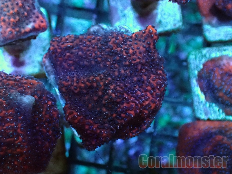 コモンサンゴ Montipora 227 サンゴ通販なら大阪の専門店 Coralmonster コーラルモンスター