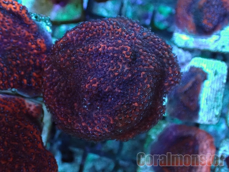 コモンサンゴ Montipora 228 サンゴ通販なら大阪の専門店 Coralmonster コーラルモンスター