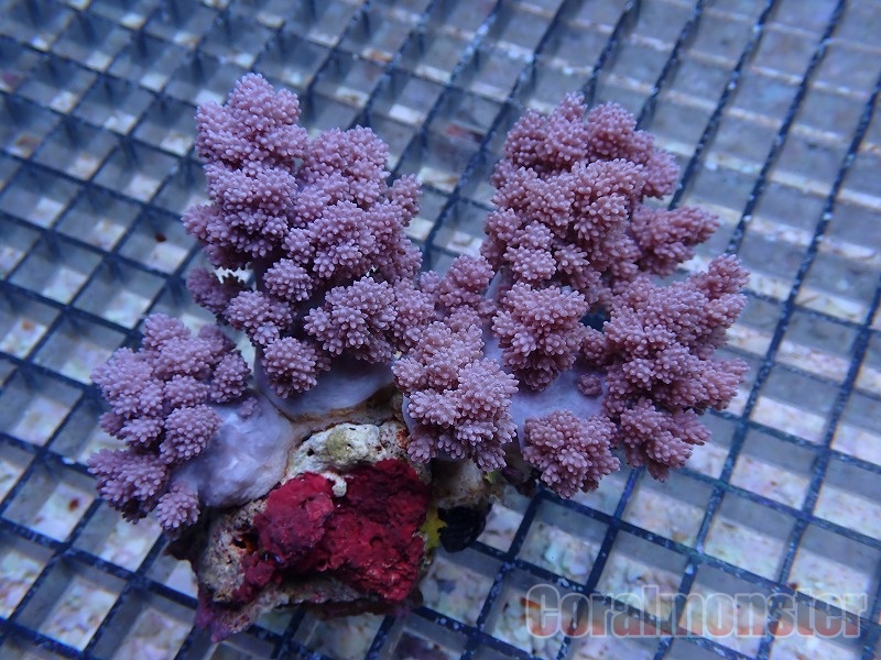 サンゴ（スジチヂミトサカ、タコアシサンゴ、キクメイシなど） サンゴ（スジチヂミトサカ、タコアシサンゴ、キクメイシなど）