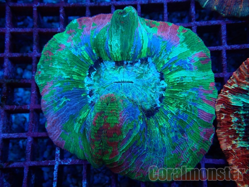 ブレインコーラル ジャカルタ産 004 サンゴ通販なら大阪の専門店 Coralmonster コーラルモンスター