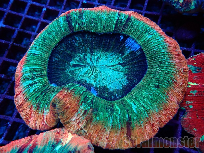 ブレインコーラル ジャカルタ産 005 サンゴ通販なら大阪の専門店 Coralmonster コーラルモンスター