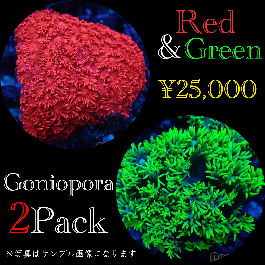楽天市場】【マラソン限定！最大p48倍&選べるノベルティ付