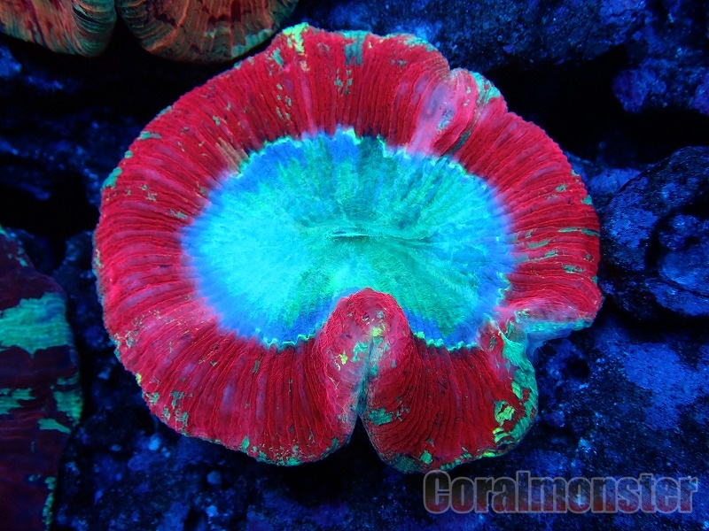 ブレインコーラル ジャカルタ産 011 サンゴ通販なら大阪の専門店 Coralmonster コーラルモンスター