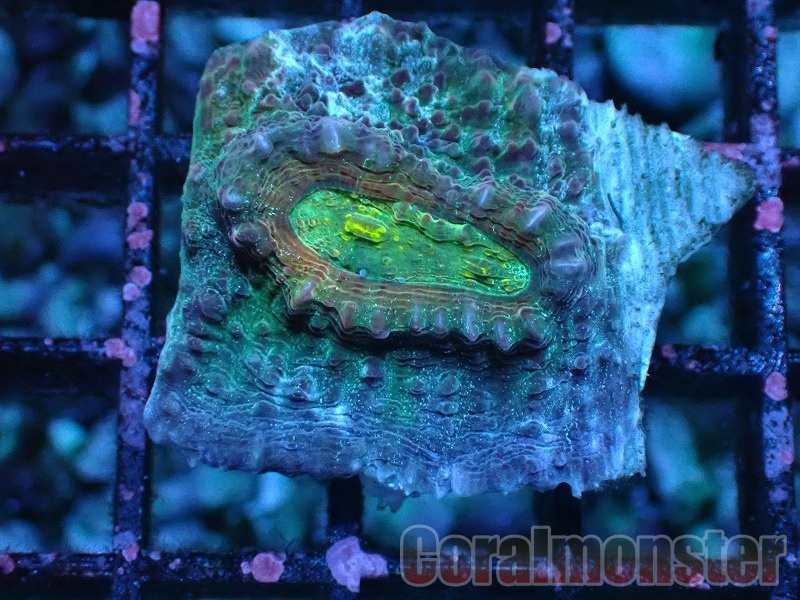 桃サンゴ 商品検索 | サンゴ通販なら大阪の専門店 Coralmonster-コーラル