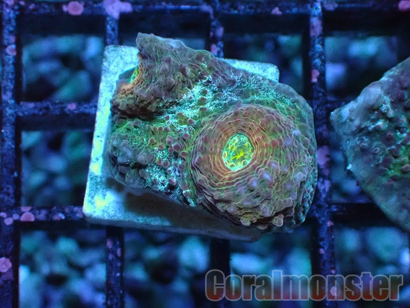 商品検索 | サンゴ通販なら大阪の専門店 Coralmonster-コーラル