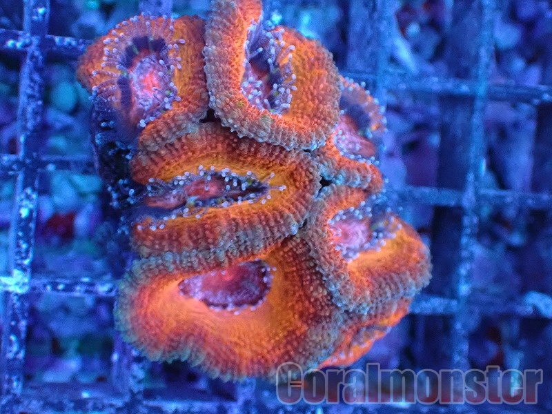 商品検索 | サンゴ通販なら大阪の専門店 Coralmonster-コーラル