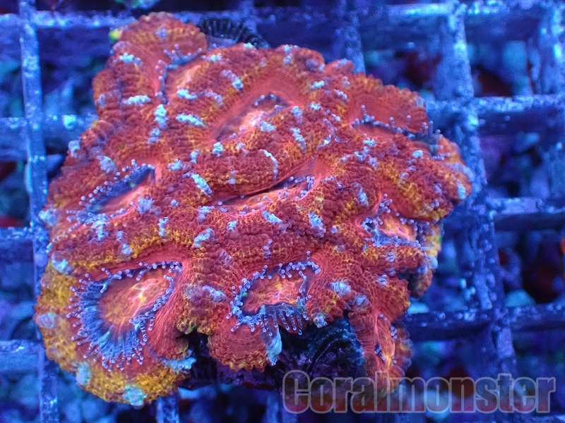 商品検索 | サンゴ通販なら大阪の専門店 Coralmonster-コーラル