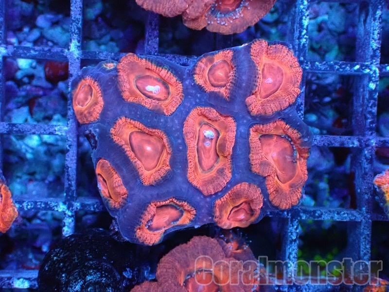 商品検索 | サンゴ通販なら大阪の専門店 Coralmonster-コーラル