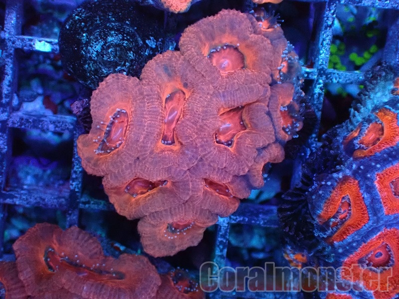 桃サンゴ 商品検索 | サンゴ通販なら大阪の専門店 Coralmonster-コーラル