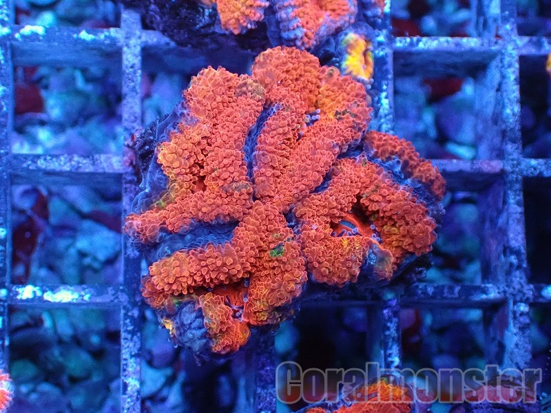 商品検索 | サンゴ通販なら大阪の専門店 Coralmonster-コーラル
