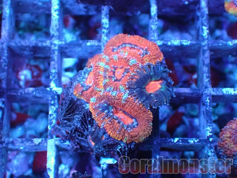 コーラルモンスター　マルコロックス Marco] の商品一覧 | サンゴ通販なら大阪の専門店 Coralmonster