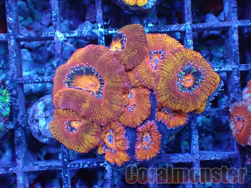 商品検索 | サンゴ通販なら大阪の専門店 Coralmonster-コーラル