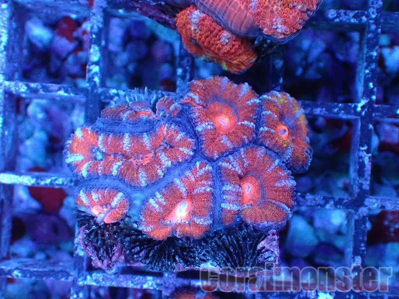 商品検索 | サンゴ通販なら大阪の専門店 Coralmonster-コーラルモンスター-