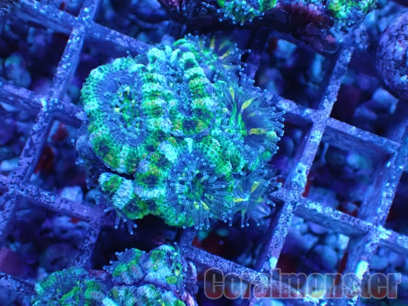 商品検索 | サンゴ通販なら大阪の専門店 Coralmonster-コーラル
