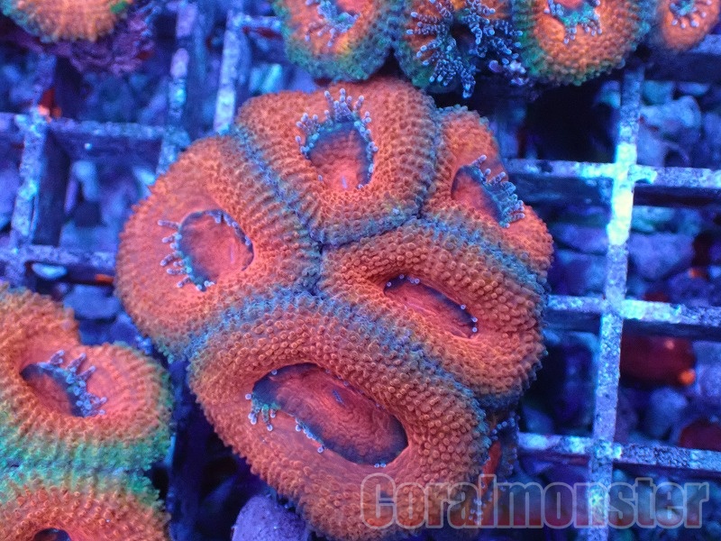 その他 sanngo 商品検索 | サンゴ通販なら大阪の専門店 Coralmonster-コーラル