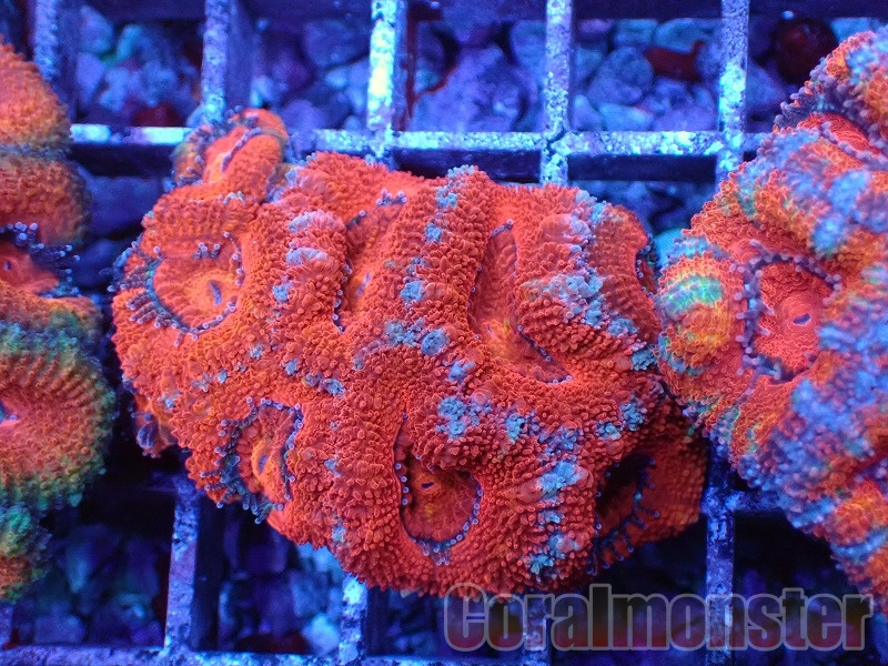 商品検索 | サンゴ通販なら大阪の専門店 Coralmonster-コーラル