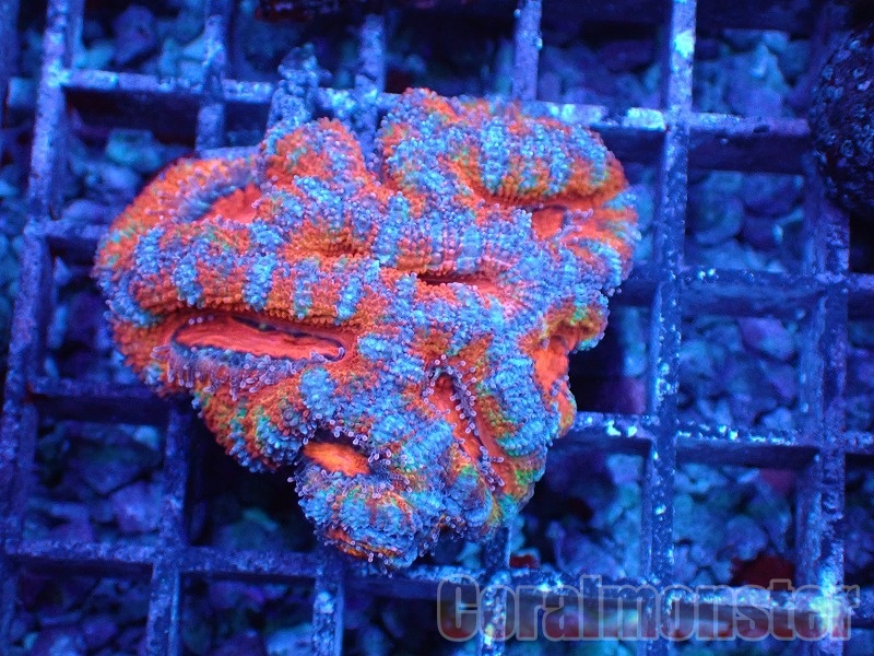 商品検索 | サンゴ通販なら大阪の専門店 Coralmonster-コーラル