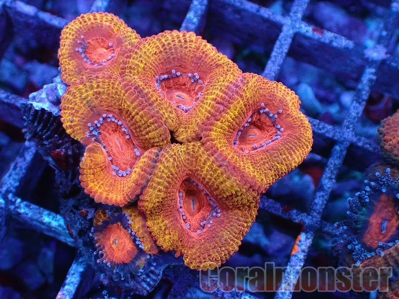 カメオのコンク サンゴ と 赤のサンゴ 商品検索 | サンゴ通販なら大阪の専門店 Coralmonster-コーラル