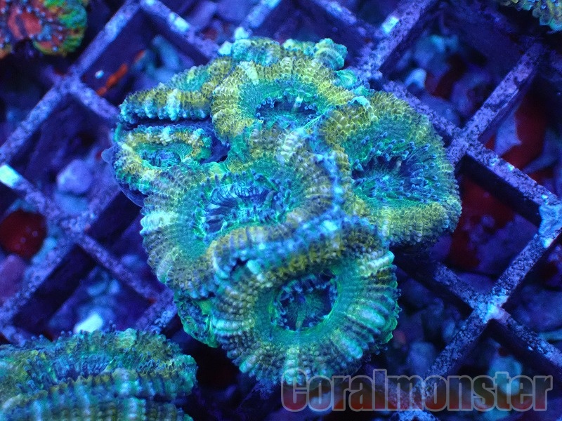 商品検索 | サンゴ通販なら大阪の専門店 Coralmonster-コーラル