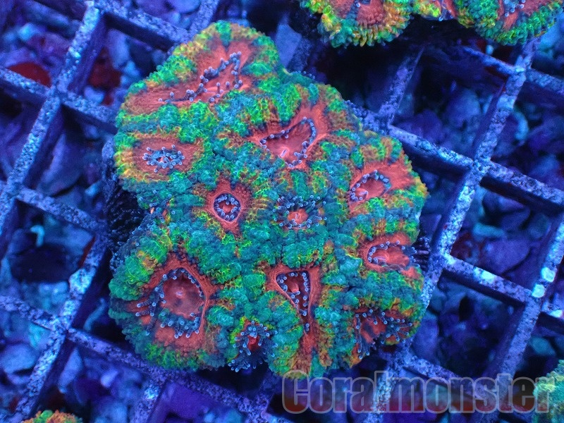 BOOMS サンゴ ◆ 特選　クサビライシ　フルメタグリーンｘブルー BOOMS サンゴ ◇ 特選 クサビライシ フルメタグリーンｘブルー