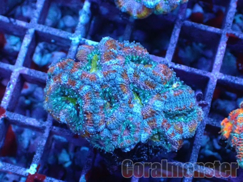 BOOMS サンゴ ◆ 特選　クサビライシ　フルメタグリーンｘブルー BOOMS サンゴ ◇ 特選 クサビライシ フルメタグリーンｘブルー