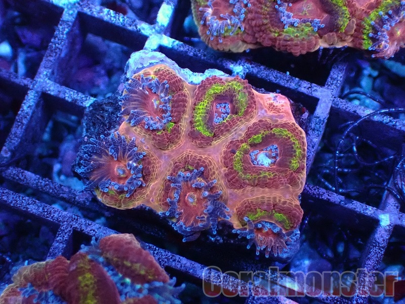 大きな天然サンゴ 約25cm 商品検索 | サンゴ通販なら大阪の専門店 Coralmonster-コーラル